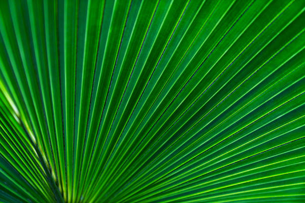 istock Green leaves texture,tropical leaf for nature background,leaf palm foliage tree 1516571204
