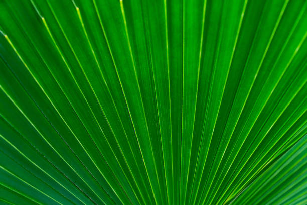 Palm leaf close-up