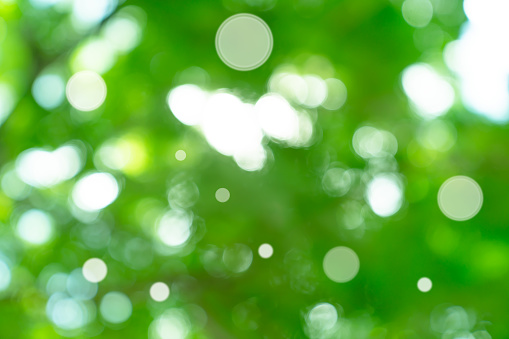 natural green bokeh abstract background,blurred textured