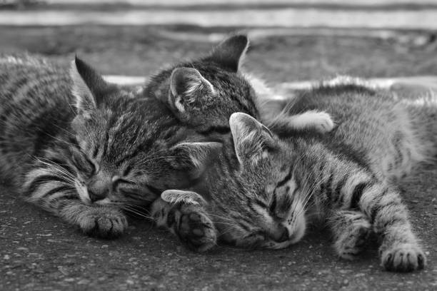 istock Three kittens asleep in black and white 1516577825