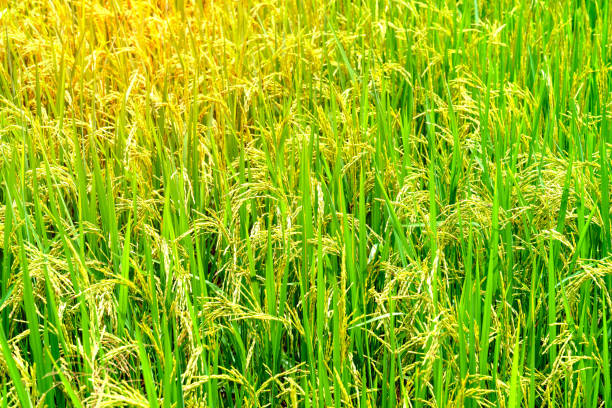 istock landscape of rice fields with golden light in Thailand 1516580552