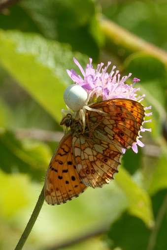 Boloria selene, known in Europe as the small pearl-bordered fritillary is a food for crab spider.