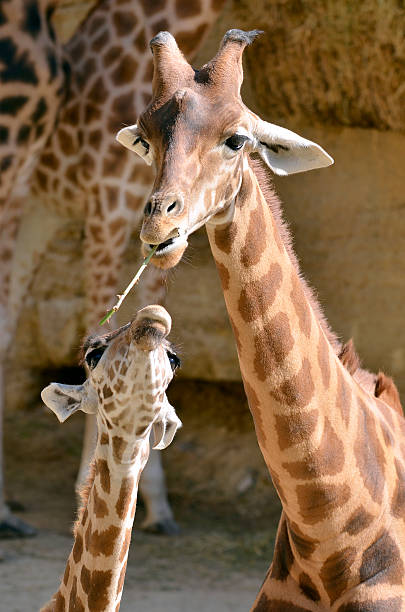 giraffa e baby - giraffe two dimensional shape heavy horned foto e immagini stock