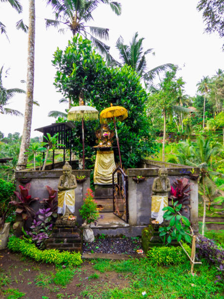 istock Tegallalang Rice Terrace, Ubud, Bali 1516590617