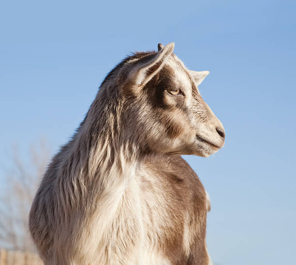 Young goat stock photo