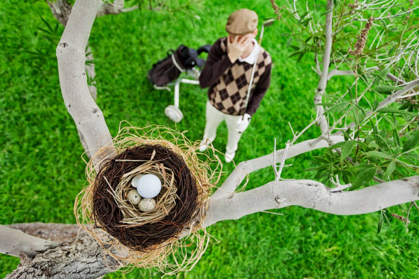 istock Golf Ball in Bird Nest 151660029