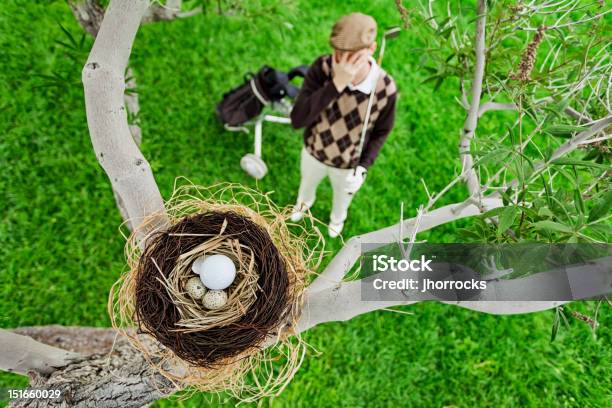 Bola De Golfe No Ninho De Pássaro - Fotografias de stock e mais imagens de Golfe - Golfe, Áspero, Fracasso