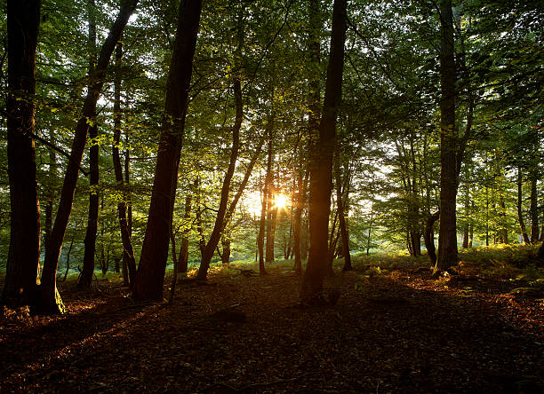 Sunlight Through Trees stock photo