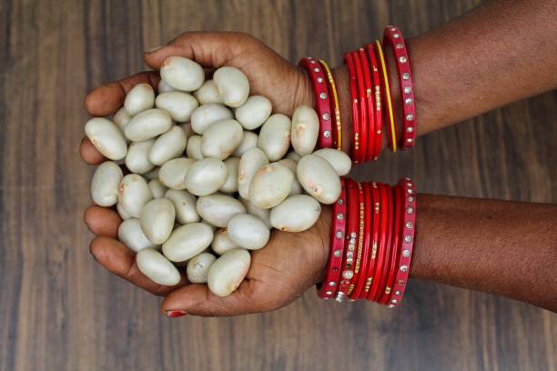 Holding some Jackfruit seeds in a hand close-up view