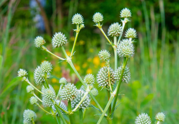 istock Wildflowers in spring- Rattlesnake Master -Howard County, Indiana 1516609621
