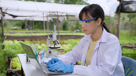 Asian female botanist analyzing the collected data on a laptop in an organic vegetable farm.