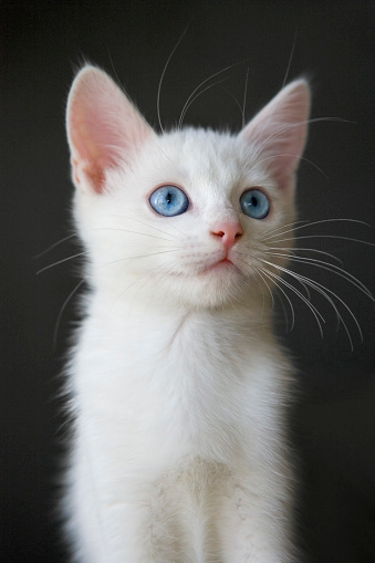 Portrait of a cute white kitten with blue eyes close up