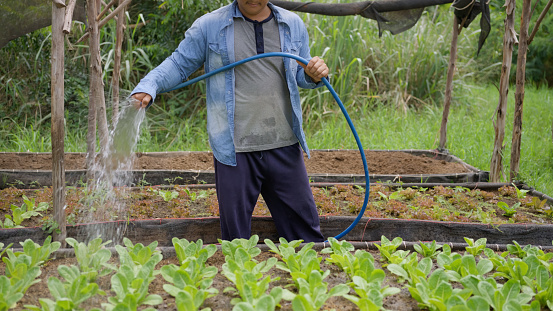 Asian farmer using a hose to water the organic vegetable farm.  Organic farming.