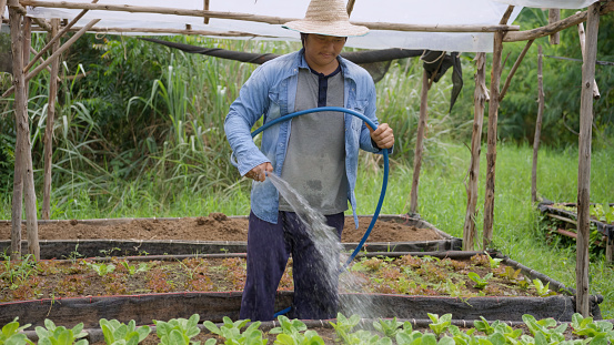 Asian farmer using a hose to water the organic vegetable farm.  Organic farming.