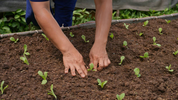 istock A farmer planting seedlings into the prepared soil. 1516614671