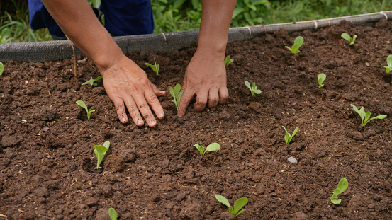 Close-up shots of the hand's farmer planting seedlings into the prepared soil in the organic vegetable farm. Organic farming