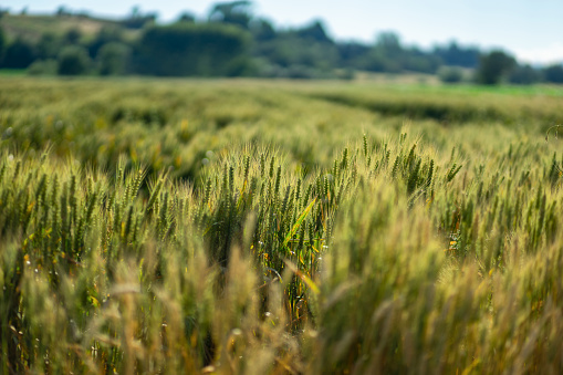 View of a field of wheat.