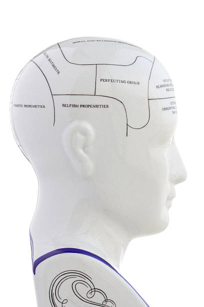 cabeza frenológica - cabeza frenológica fotografías e imágenes de stock