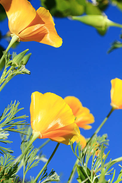 istock california poppy flower 151662330