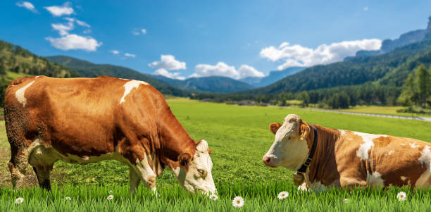 istock Brown and White Dairy Cows on a Mountain Green Pasture 1516646639