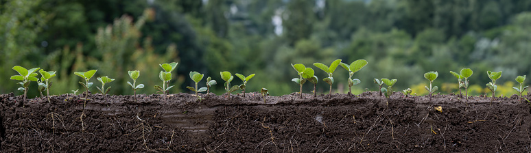 Green young soybean plants with roots panorama. Blurred green background