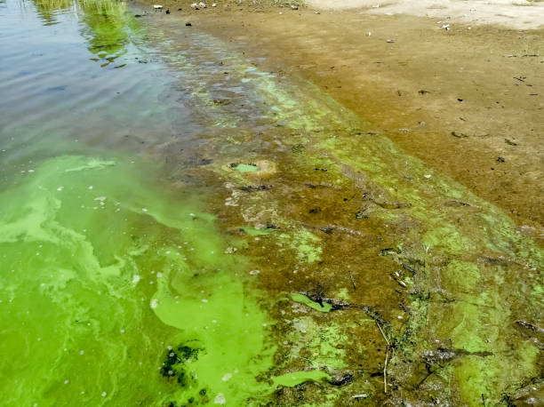 istock Environmental problems - polluted water. green algae and mussor in the water. Green water on the beach - algae bloom. disturbances in the ecosystem. environmental pollution. 1516658832