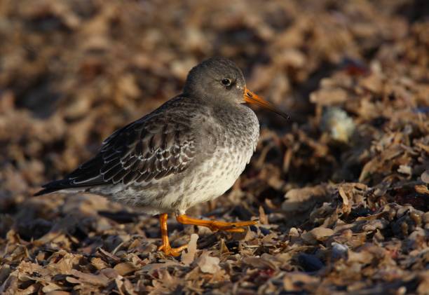 istock PURPLE SANDPIPER  (Calidris maritima) 1516661556