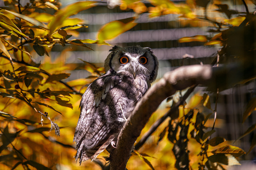 The Southern White-Faced Scops Owl, scientifically known as Ptilopsis granti, is a captivating owl species found in Southern Africa. With its distinct white facial disc and piercing yellow eyes, this owl possesses an enchanting allure. Capture the charm of African wildlife with this mesmerizing stock photograph.