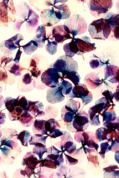 istock Pressed and dried dry flower hydrangea Isolated on white toned background 1516707527