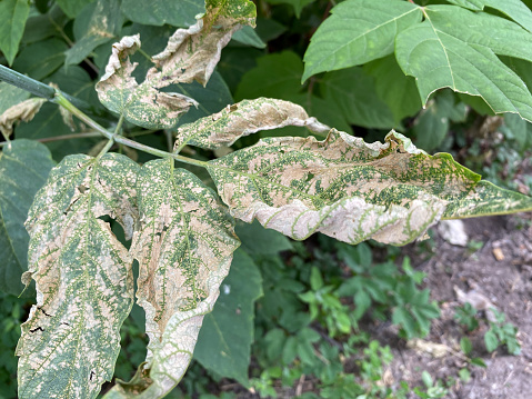 Plant diseases, sick leaves on trees