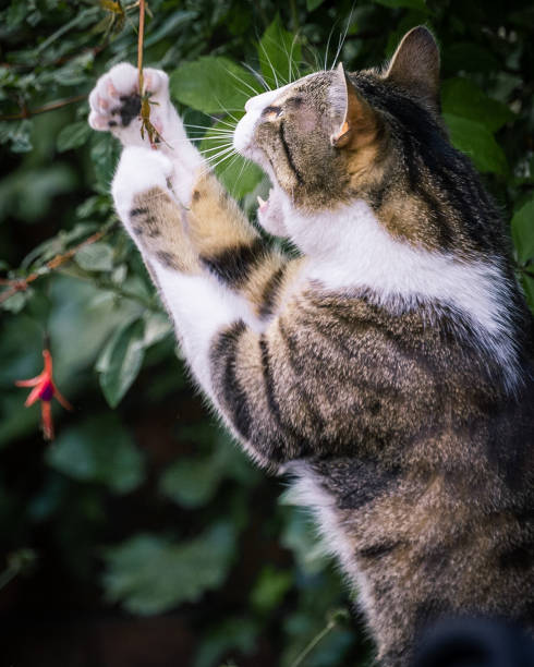 istock Tabby Cat Playing in The Bushes 1516719848