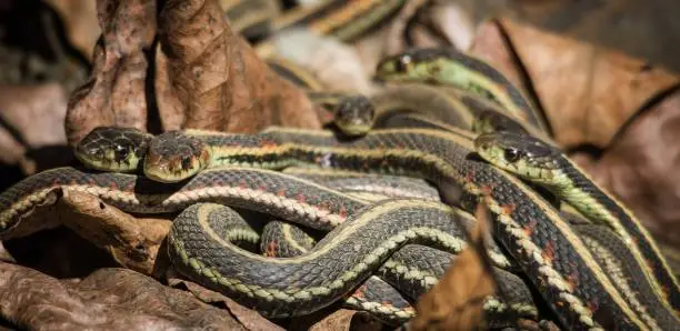Photo of Common Garter Snake