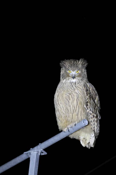 Blakiston's Fish Owl (Bubo blakistoni) in Hokkaido, Japan