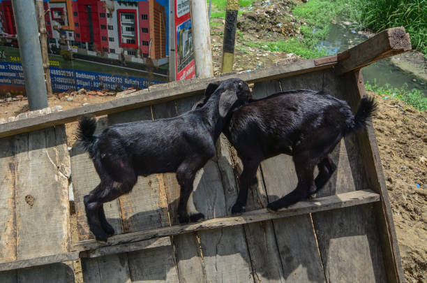 schwarze ziegen spielen auf der straße - india ganges river goat steps stock-fotos und bilder