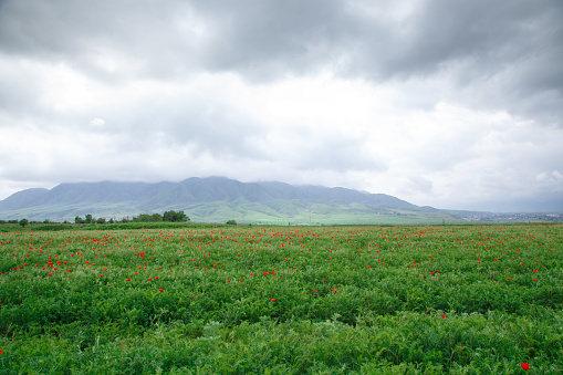 Beautiful spring valley with green grass and blooming red poppies. Against the background of mountains. Summer landscape. Kyrgyzstan