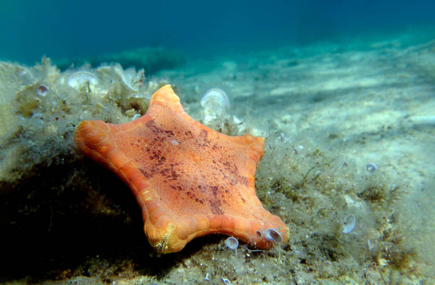 istock Placenta biscuit starfish, Underwater image into the Mediterranean Sea - (Sphaerodiscus placenta) 1516734113