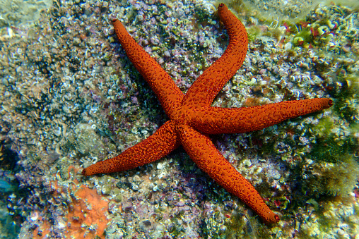 Echinaster sepositus, the Mediterranean red sea star