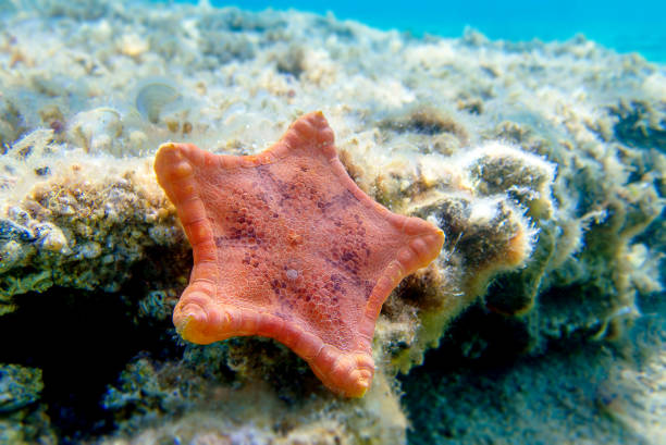 istock Placenta biscuit starfish, Underwater image into the Mediterranean Sea - (Sphaerodiscus placenta) 1516734642