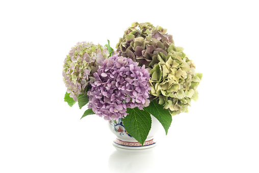 Bouquet of delicate hydrangea flowers in a vase on a white background close-up
