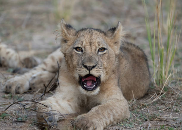 istock Cute little Lion cub 1516750031