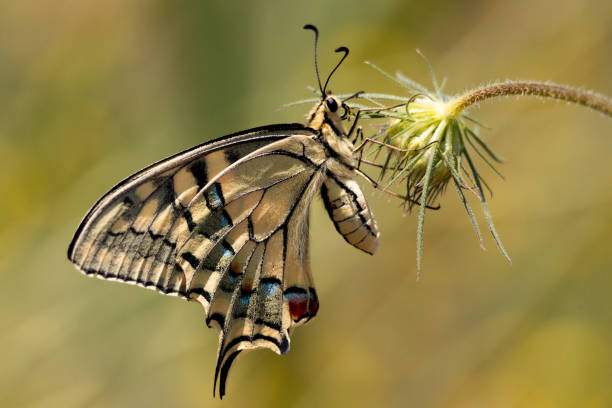 istock butterfly, nature, closeup, natural, insect, colorful 1516753401