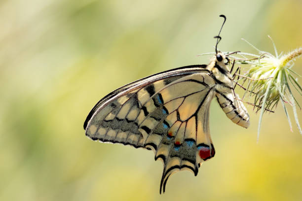 istock butterfly, nature, closeup, natural, insect, colorful 1516753402
