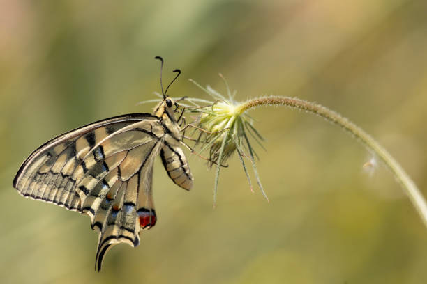 istock butterfly, nature, closeup, natural, insect, colorful 1516753405