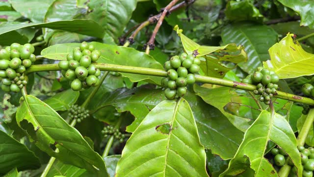 Coffee beans on tree branch, close up, fresh coffee green beans, agriculture