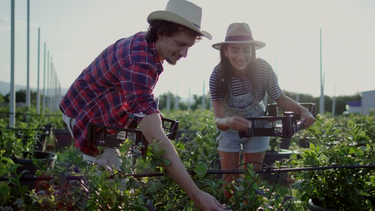 Couple of farmers picks blueberries at plantation