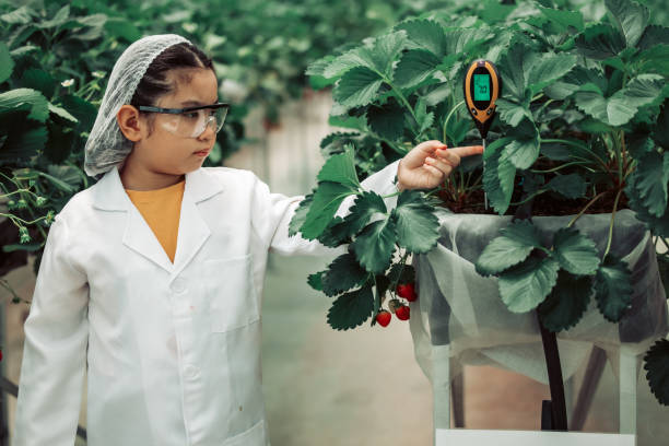 istock Junior scientist learn to use soil survey instrument. Measuring soil temperature and moisture, lighting intensity, acid- base balance which are all important for crops growth in strawberry farming. 1516783849