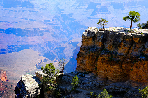 Trees on cliff overlooking the Grand Canyon in Arizona in the USA with amazing views of red rock cliffs and vistas