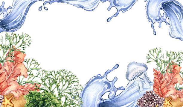 illustrazioni stock, clip art, cartoni animati e icone di tendenza di tavola di piante marine colorate illustrazione ad acquerello isolata su bianco. porfira rossa, splash, corallo, codium, medusa disegnata a mano. elemento di design per pacchetto, etichetta, banner, collezione marina - water plant coral sea jellyfish