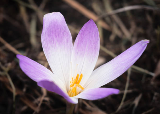 podzimní šafrán zblízka. fialový květ - ocún-jesenní - stock snímky, obrázky a fotky