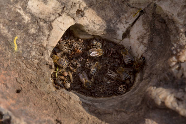 istock Wild bees (Apis mellifera) made a nest in a stone close-up 1516818371